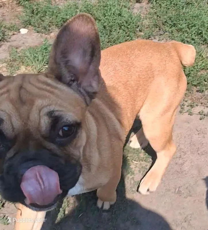Lilly – French Bulldog puppy for sale in Blair, WI