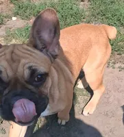 Lilly, a female French Bulldog for sale in Blair, WI – 1 of 6