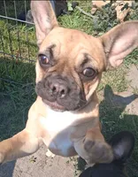 Lilly, a female French Bulldog for sale in Blair, WI – 6 of 6