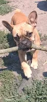Lilly, a female French Bulldog for sale in Blair, WI – 4 of 6