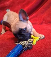 Aladdin , a male French Bulldog for sale in Blair, WI – Photo 9 of 10
