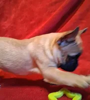 Aladdin , a male French Bulldog for sale in Blair, WI – Photo 3 of 10