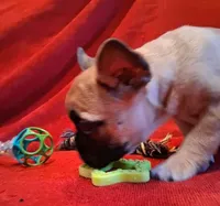 Aladdin , a male French Bulldog for sale in Blair, WI – Photo 10 of 10