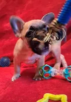 Aladdin , a male French Bulldog for sale in Blair, WI – Photo 6 of 10