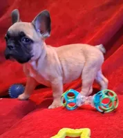 Aladdin , a male French Bulldog for sale in Blair, WI – Photo 5 of 10