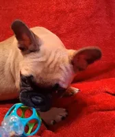 Aladdin , a male French Bulldog for sale in Blair, WI – Photo 7 of 10