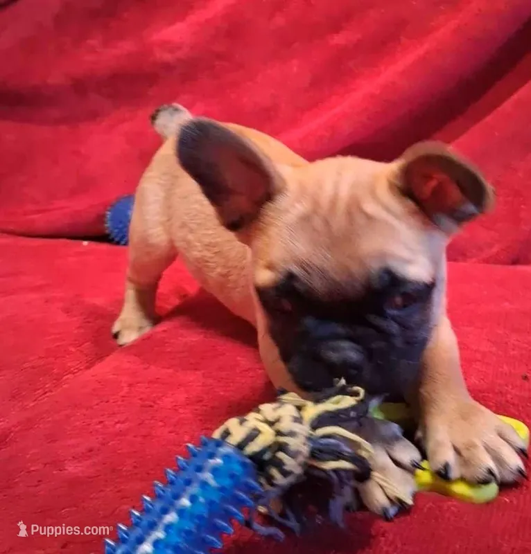 Aladdin , a male French Bulldog for sale in Blair, WI – Photo 1 of 10