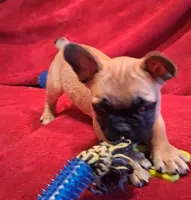 Aladdin , a male French Bulldog for sale in Blair, WI – Photo 1 of 10