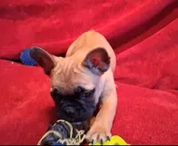 Aladdin , a male French Bulldog for sale in Blair, WI – Photo 4 of 10