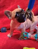 Aladdin , a male French Bulldog for sale in Blair, WI – Photo 2 of 10