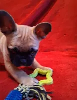 Aladdin , a male French Bulldog for sale in Blair, WI – Photo 8 of 10