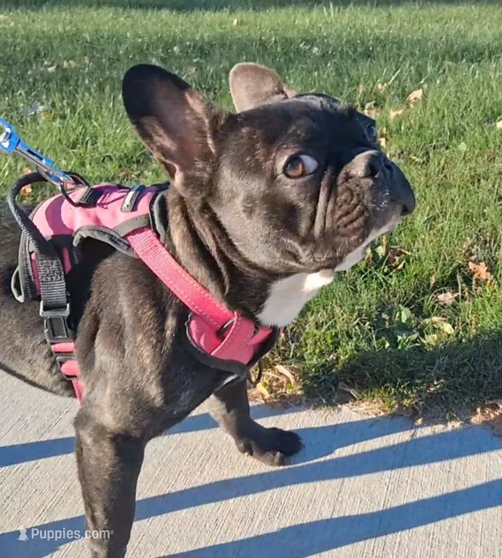 Raja – French Bulldog puppy for sale in Blair, WI