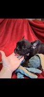 Raja, a male French Bulldog for sale in Blair, WI – Photo 4 of 6