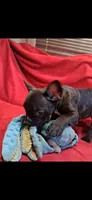 Raja, a male French Bulldog for sale in Blair, WI – Photo 3 of 6