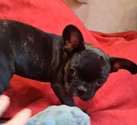 Raja, a male French Bulldog for sale in Blair, WI – Photo 5 of 6