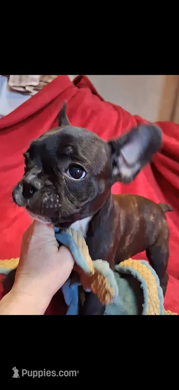 Raja, a male French Bulldog for sale in Blair, WI – Photo 1 of 6