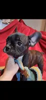 Raja, a male French Bulldog for sale in Blair, WI – Photo 1 of 6