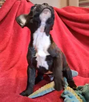 Raja, a male French Bulldog for sale in Blair, WI – Photo 2 of 6