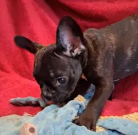 Raja, a male French Bulldog for sale in Blair, WI – Photo 6 of 6