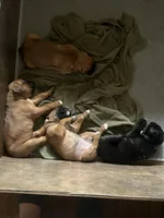 Fawn girl 2, a female Boxer for sale in Lima, OH – 2 of 4