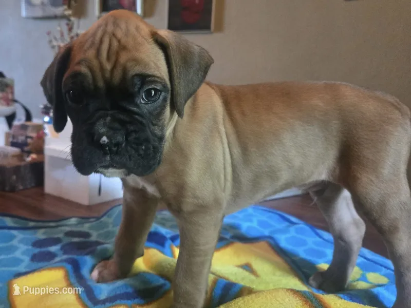 Bobbie – Boxer puppy for sale in Lima, OH