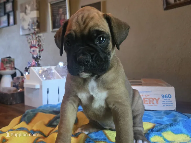 Fawn girl 1 – Boxer puppy for sale in Lima, OH