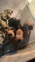 Fawn girl 2, a female Boxer for sale in Lima, OH – 4 of 4