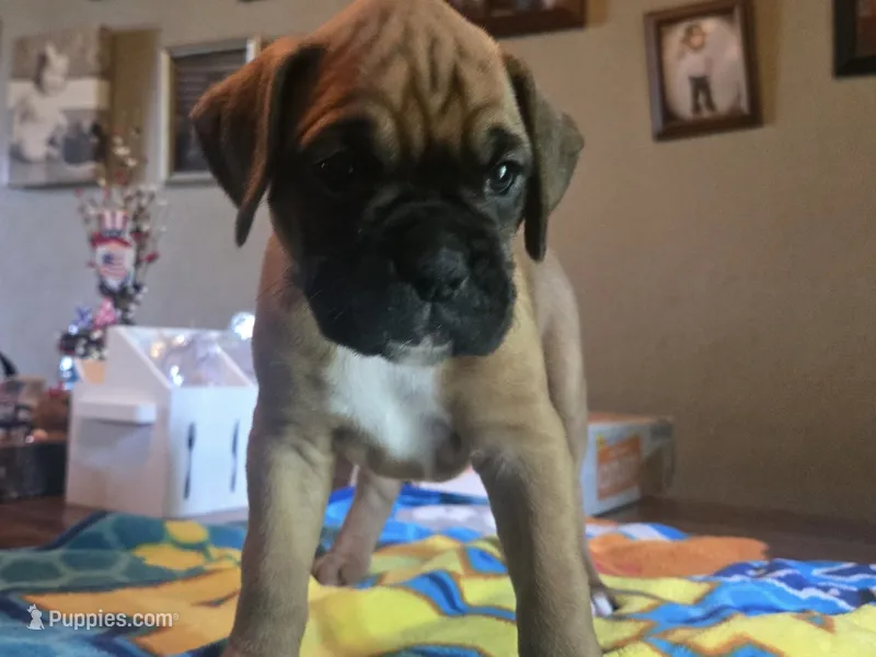 Fawn girl 2 – Boxer puppy for sale in Lima, OH