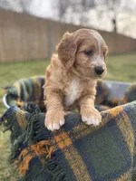 processed/7ffad38e-1a12-46a2-8969-cb81bf1e388f/listing/1bfe459d-7bb5-43b7-9e20-e87cd0bac64a/a2dd1e13-7c2a-43b2-a72d-7710458a61d7