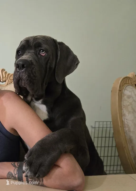 Nola – Cane Corso puppy for sale in Coral Springs, FL