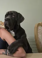 Nola, a female Cane Corso for sale in Coral Springs, FL – 1 of 3