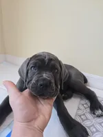 Nola, a female Cane Corso for sale in Coral Springs, FL – 2 of 3