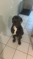 Nola, a female Cane Corso for sale in Coral Springs, FL – 3 of 3
