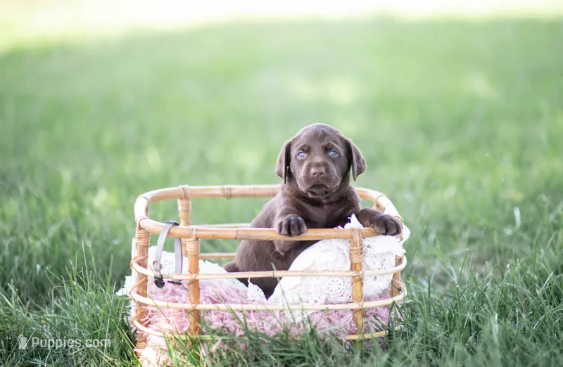 Grey AKC 2 – Labrador Retriever puppy for sale in Knox City, MO
