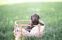 Grey AKC 2, a female Labrador Retriever for sale in Knox City, MO – 1 of 2