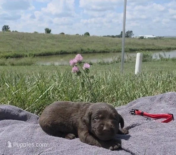 Red AKC – Labrador Retriever puppy for sale in Knox City, MO