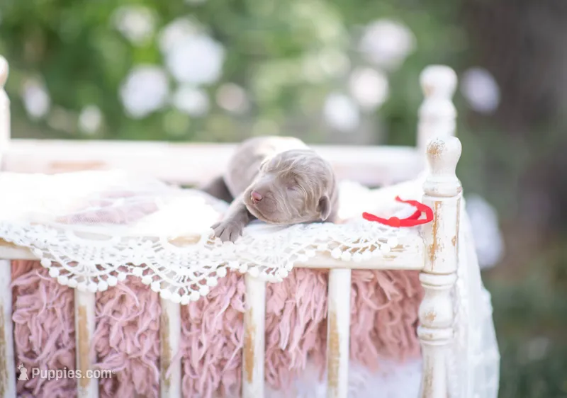 AKC Red – Labrador Retriever puppy for sale in Knox City, MO