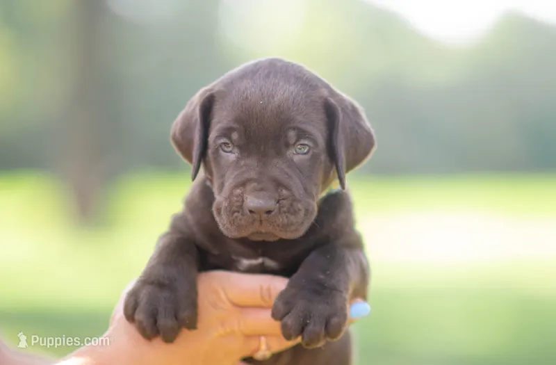 AKC Teal  – Labrador Retriever puppy for sale in Knox City, MO