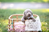 AKC LIGHT BLUE, a male Labrador Retriever for sale in Knox City, MO – 2 of 2