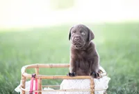 AKC PINK 2, a female Labrador Retriever for sale in Knox City, MO – 2 of 2
