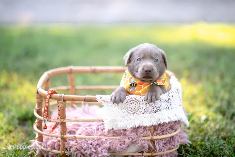 Akc Orange  – Labrador Retriever puppy for sale in Knox City, MO
