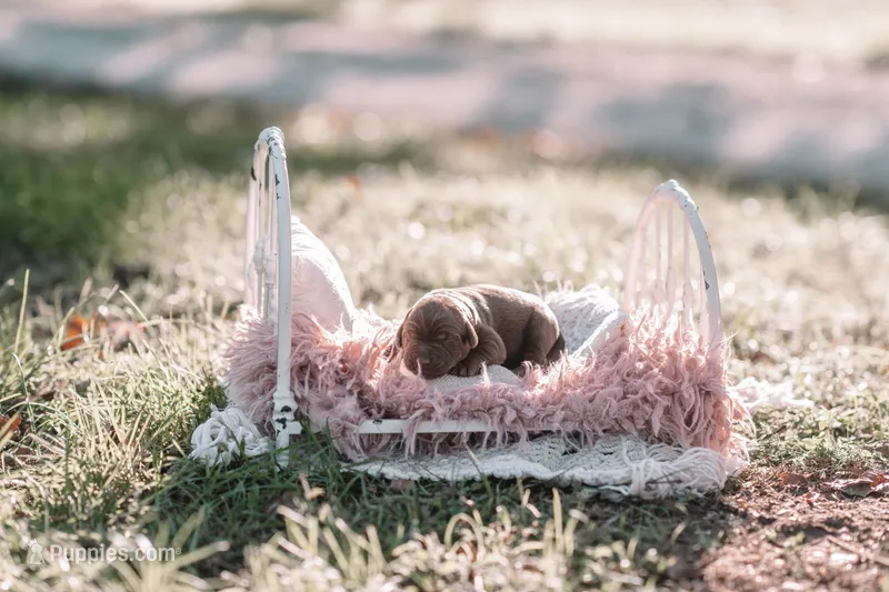 AKC Chocolate – Labrador Retriever puppy for sale in Knox City, MO