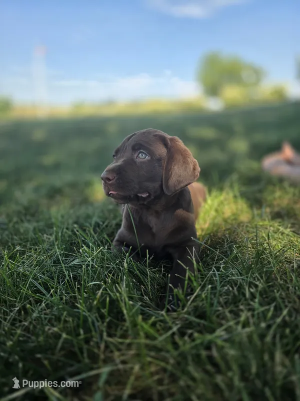 Grey AKC 2 – Labrador Retriever puppy for sale in Knox City, MO