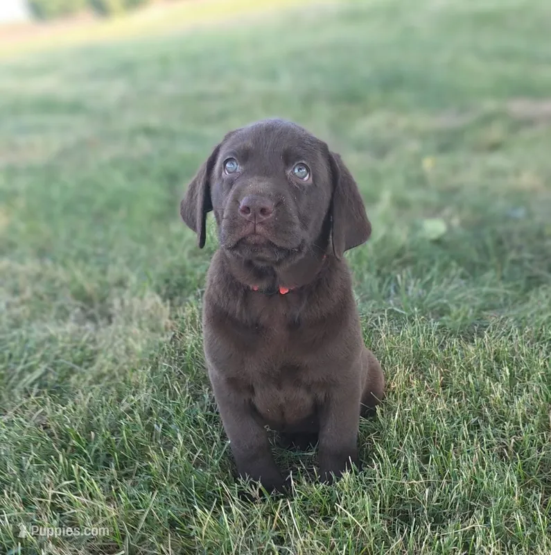 AKC PINK 2 – Labrador Retriever puppy for sale in Knox City, MO
