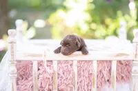 Akc light pink, a female Labrador Retriever for sale in Knox City, MO – 1 of 3