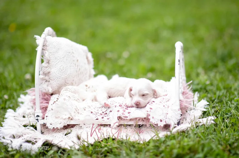 Opal AKC  – Miniature Dachshund puppy for sale in Knox City, MO