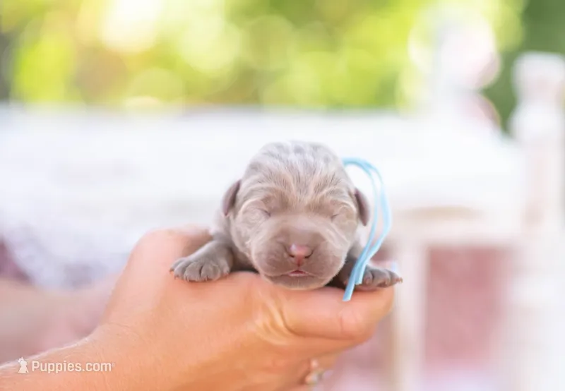 AKC blue – Labrador Retriever puppy for sale in Knox City, MO
