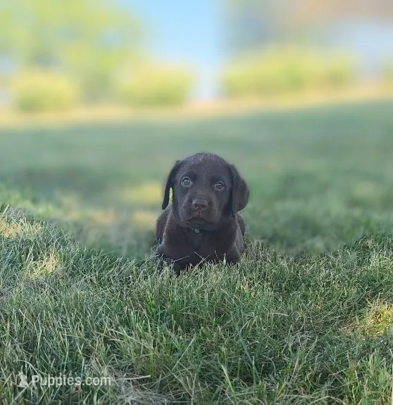 Akc blue 2 – Labrador Retriever puppy for sale in Knox City, MO