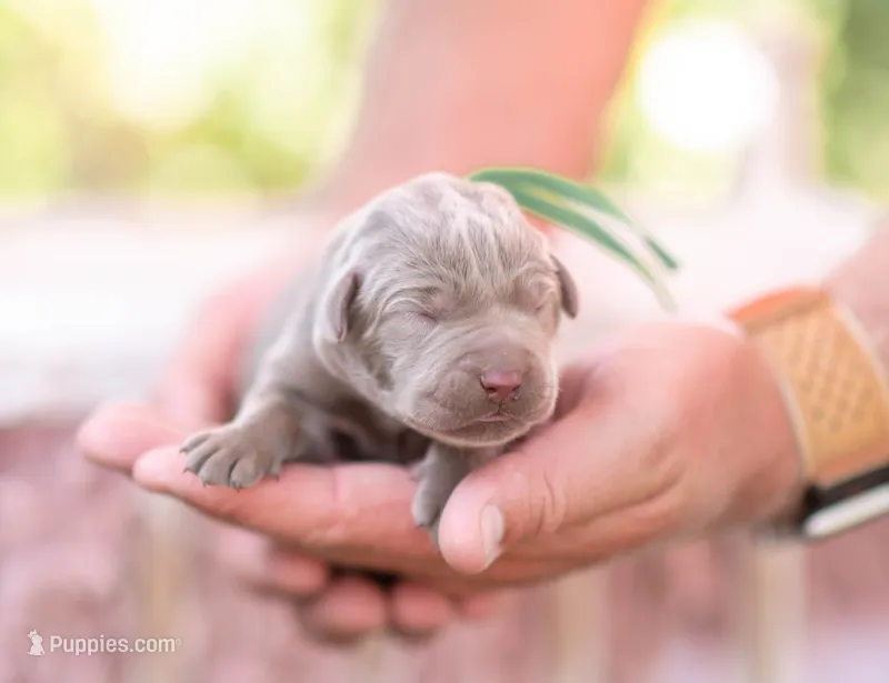 AKC Teal – Labrador Retriever puppy for sale in Knox City, MO