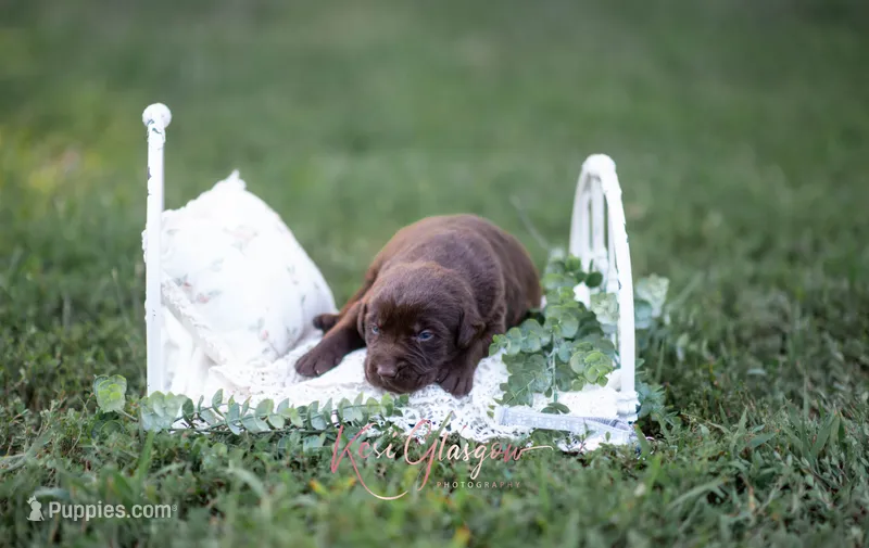 Akc gray  – Labrador Retriever puppy for sale in Knox City, MO
